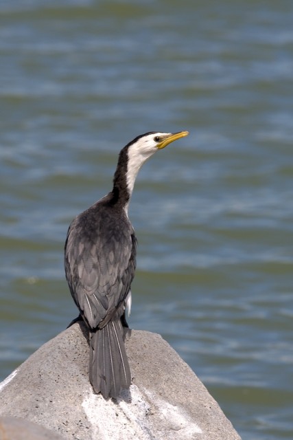 OTOSHI - Cormorant